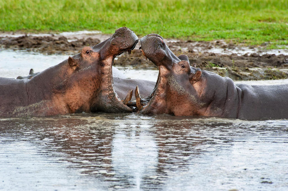 Katavi-National-Park-Tanzania-safari-2