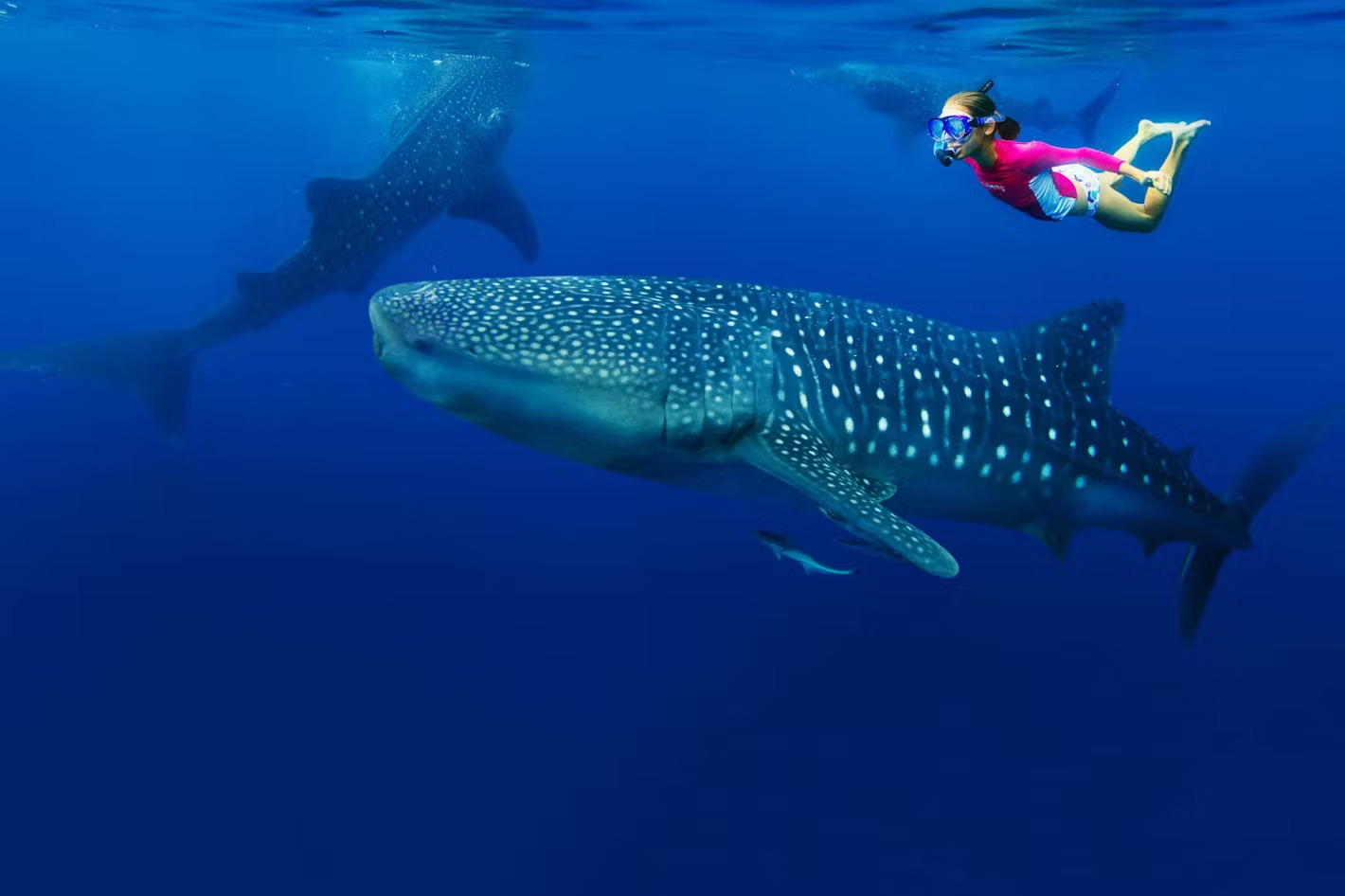 Tanzania-Mafia-Snorkelling-Whale-Sharks